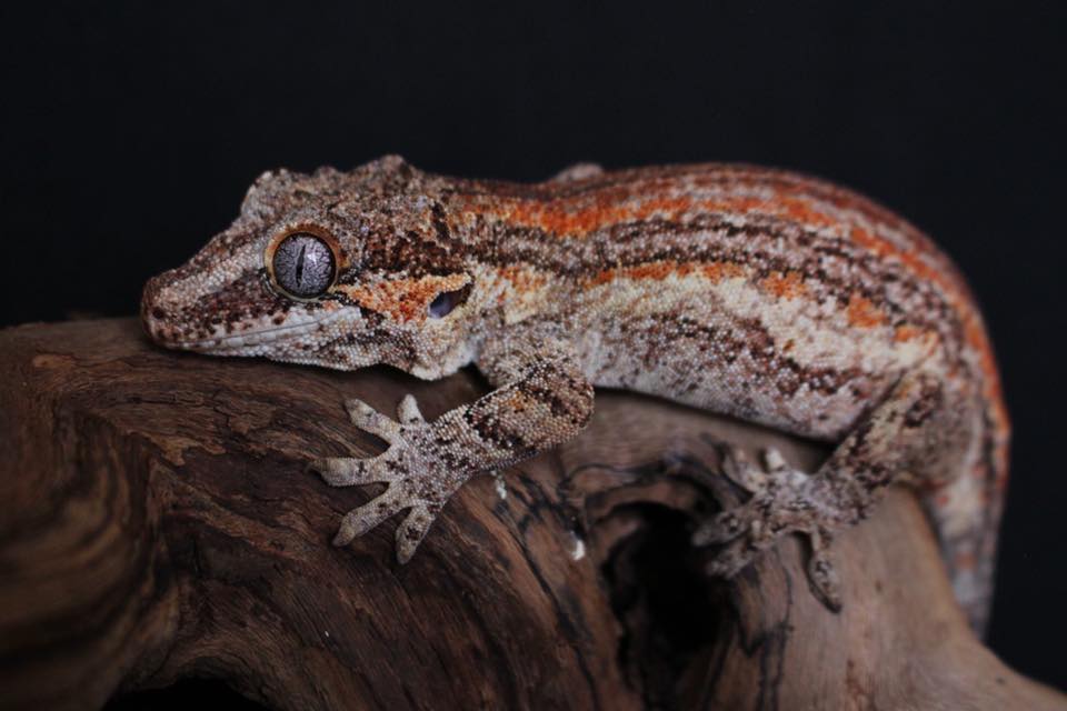 Our Gargoyle Geckos - KLW Reptiles