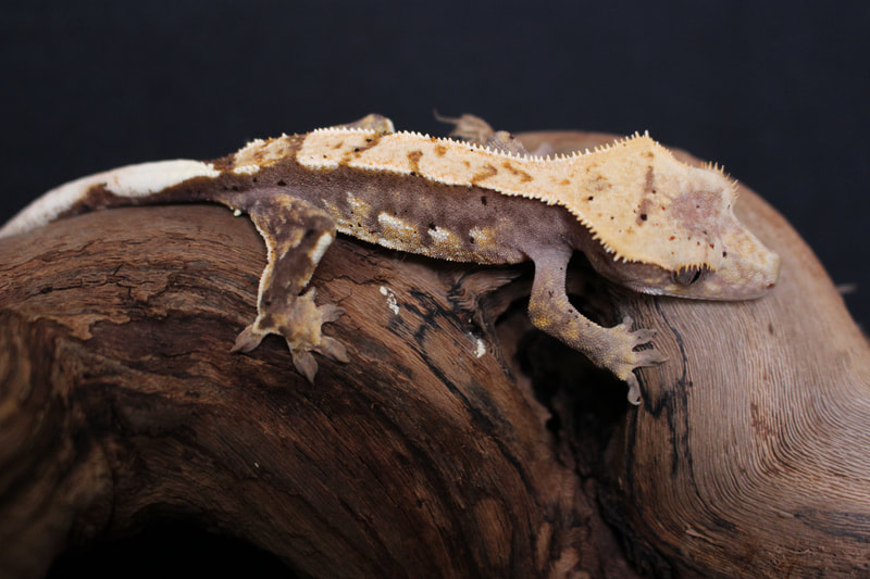 crested gecko magnetic hide